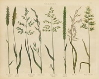 Herbal Botanical VII Fine Art Print