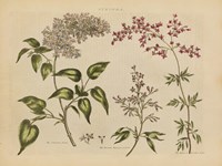 Herbal Botanical I Framed Print