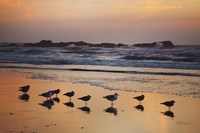 Kalaloch Birds IV Fine Art Print