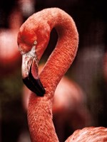 Caribbean Flamingo II Framed Print