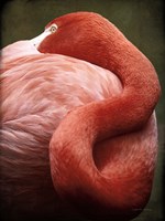 Caribbean Flamingo I Fine Art Print