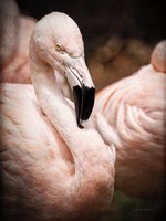 Chilean Flamingo II Fine Art Print