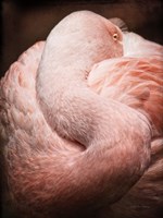 Chilean Flamingo I Framed Print