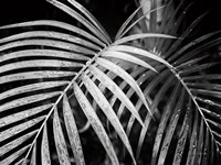 Palm Fronds Fine Art Print
