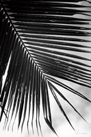 Palm Frond II Fine Art Print