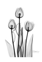 Tulips Black & White Fine Art Print