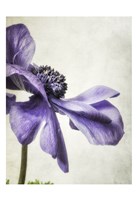 Purple Anemone Fine Art Print