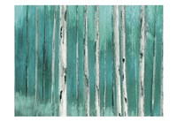 Blue Birch Forest 2 Fine Art Print