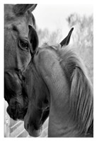 Cheers n' Foal Fine Art Print