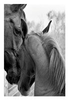 Cheers n' Foal Fine Art Print
