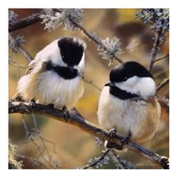 In the Black - Black Capped Chickadees (detail) Fine Art Print