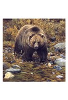 Trailblazer - Grizzly Bear (detail) Fine Art Print