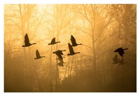 Geese in the Mist Fine Art Print