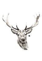 Elk Fine Art Print
