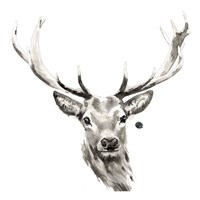 Elk Fine Art Print