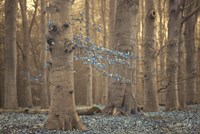 Winter Blues Fine Art Print