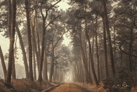 Path of Pines Fine Art Print