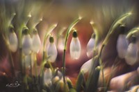 Snowdrops Fine Art Print