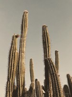 Desert Cacti Fine Art Print