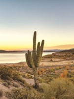 Desert Cactus Sunset Fine Art Print