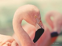 Pink Flamingo Fine Art Print