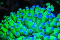 Fluorescing Wnderwater Macro Images Fine Art Print