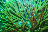 Day Fluorescing Fine Art Print