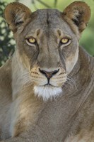 African Lion, Mashatu Reserve, Botswana Fine Art Print