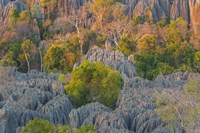 Limestone Formations, Tsingy de Bemaraha Strict Nature Reserve, Madagascar Fine Art Print