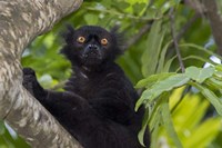 Madagascar Wild Black Lemur Male Fine Art Print