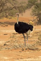 Sossusvlei Male Ostrich, Namib-Naukluft National Park,  Namibia Fine Art Print