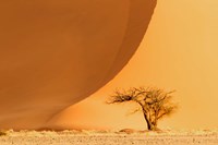 Namib-Naukluft National Park, Namibia Fine Art Print