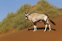 Oryx, Namib-Naukluft National Park, Namibia Fine Art Print