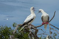 Pair of Red-Footed Boobies, Seychelles Fine Art Print