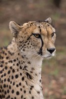 Cheetah, Pretoria, South Africa Fine Art Print
