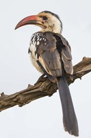 Red-Billed Hornbill, Serengeti National Park, Tanzania Fine Art Print