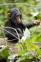 Uganda, Kibale National Park, Infant Chimpanzee Fine Art Print