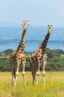 Giraffes on the Savanna, Murchison Falls National park, Uganda Fine Art Print