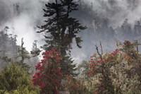 Rhododendron in Bloom, Paro Valley, Bhutan Fine Art Print