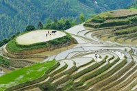 Rice Terrace with Water Buffalo, Longsheng, Guangxi Province, China Fine Art Print