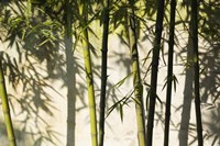 Bamboo Casting Shadows, Suzhou, Jiangsu Province, China Fine Art Print