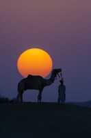 Camel and Person at Sunset, Thar Desert, Rajasthan, India Fine Art Print
