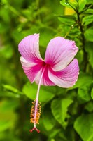 Ranthambore, Rajasthan, India, Hibiscus Flower Fine Art Print