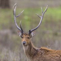 Southern Wwamp Deer at Kanha Tiger reserve, India Fine Art Print