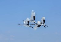 Japanese Cranes Flying Fine Art Print