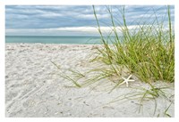 Star Fish and Sea Oats Fine Art Print