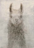 Llama Portrait Fine Art Print