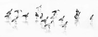 Flock of Canada Geese Fine Art Print