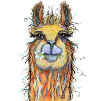 Llama with Daisy Fine Art Print