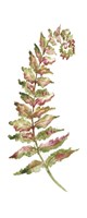 Botanical Fern Single II Fine Art Print